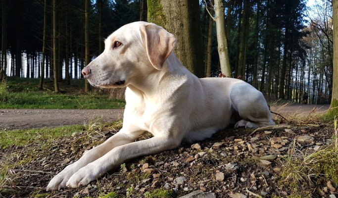 Braucht Der Hund Papiere Work For Pleasure Labrador Retriever Zucht Drc