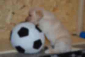 Milou