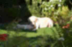 Milou