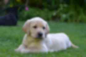 Milou