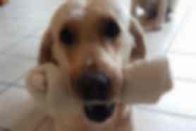Milou
