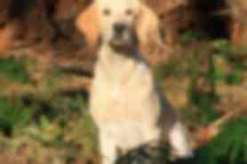 Milou