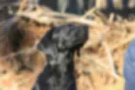 Milou