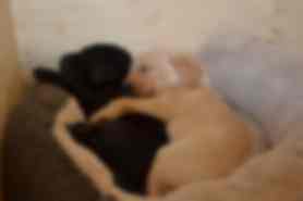 Milou