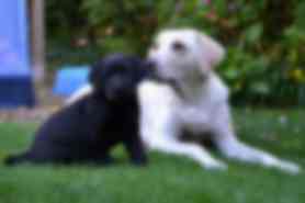 Milou