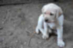 Milou