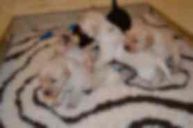 Milou