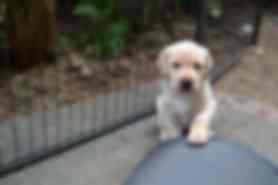 Milou