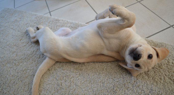 Unsere Labrador-Zucht