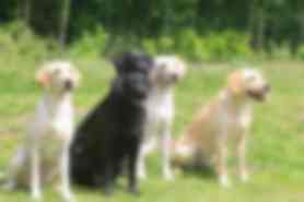 Milou