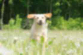 Milou