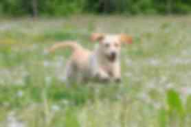 Milou
