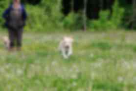 Milou
