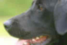 Milou