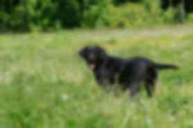 Milou