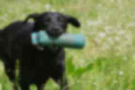 Milou