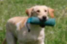 Milou