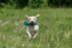 Milou