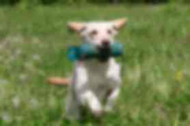 Milou