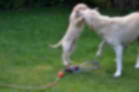 Milou