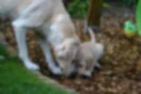 Milou