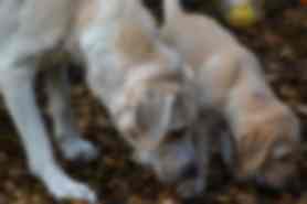 Milou