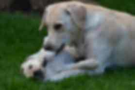 Milou