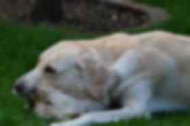 Milou