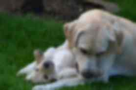 Milou