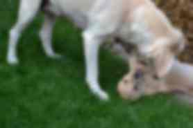 Milou
