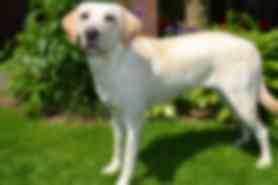 Milou