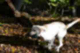 Milou