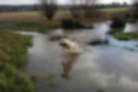 Milou