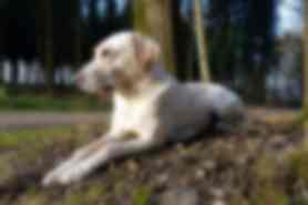 Milou