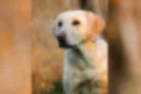 Milou
