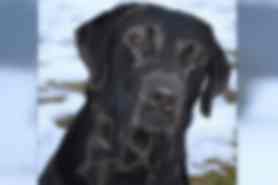 Milou