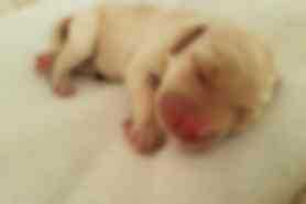 Milou