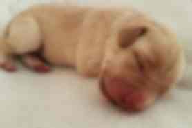 Milou