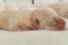 Milou
